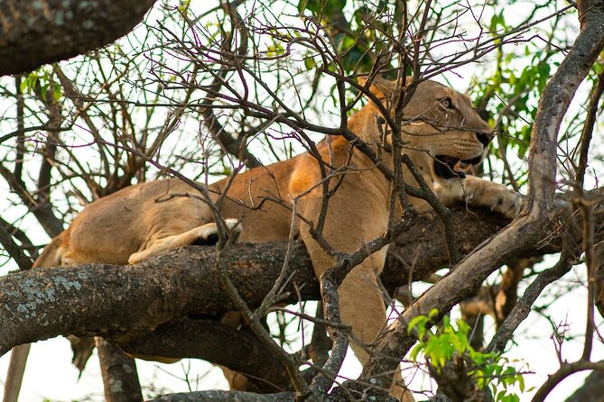 10-Day Big-7 Private Tour Experience in Uganda Safari - Day 3: Bigodi Wetlands, birds, and local guiding