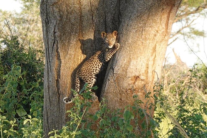 10-Day Big-7 Private Tour Experience in Uganda Safari - Day 5: Queen Elizabeth game drives and the Kazinga Channel
