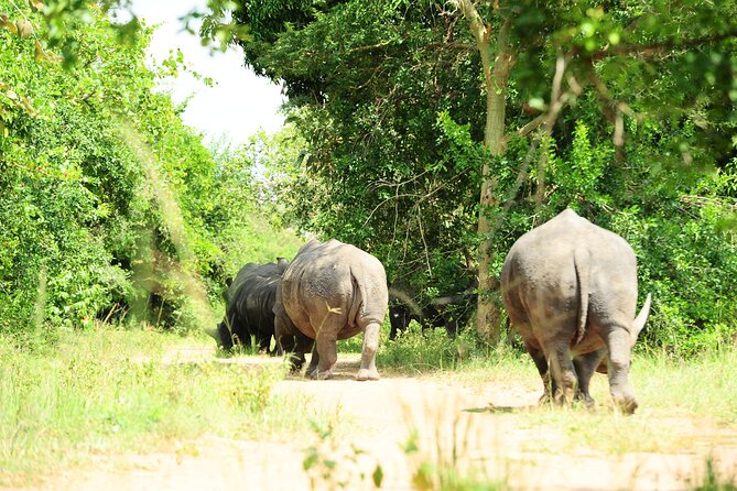 10 Day Gorilla Chimps and Big 5 Safari - Key points to know before booking