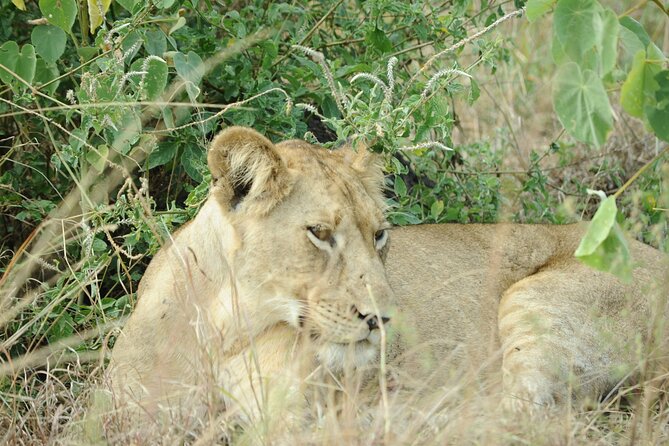 10 Day Gorilla Chimps and Big 5 Safari - Why this Uganda itinerary packs in so much