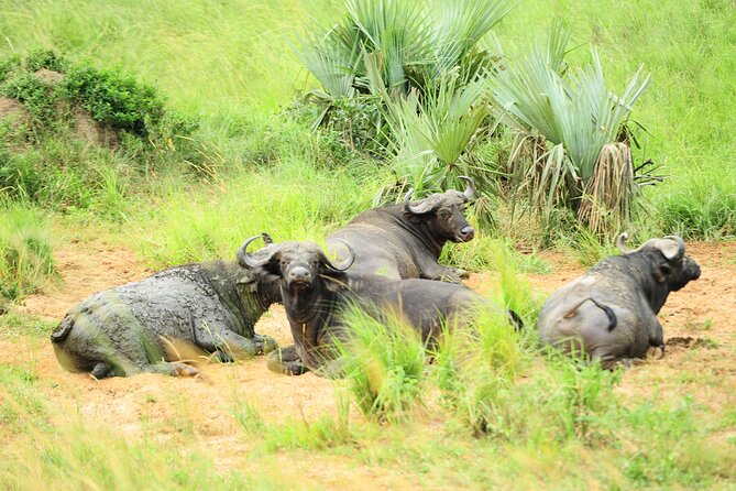 10 Day Gorilla Chimps and Big 5 Safari - Murchison Falls: rhinos, lions, and the Nile