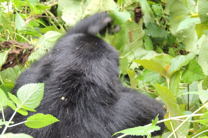 10 Day Gorilla Chimps and Big 5 Safari - Kibale and Bigodi Wetlands: a change of pace