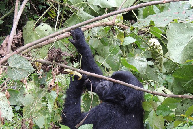 10 Day Gorilla Chimps and Big 5 Safari - Kyambura Gorge and Ishasha’s tree-climbing lions