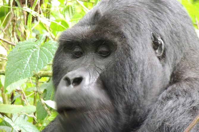 10 Day Gorilla Chimps and Big 5 Safari - Bwindi gorilla trekking: the trip’s biggest test