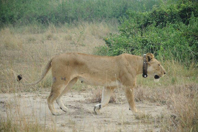 10 Day Gorilla Chimps and Big 5 Safari - Entebbe arrival and the early start