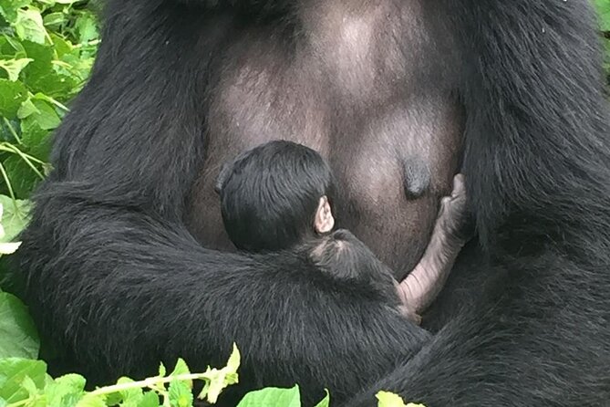 10 Day Uganda Memorable Lifetime Gorilla and Chimpanzee Safari - Day 6: Game drives and the Kazinga Channel