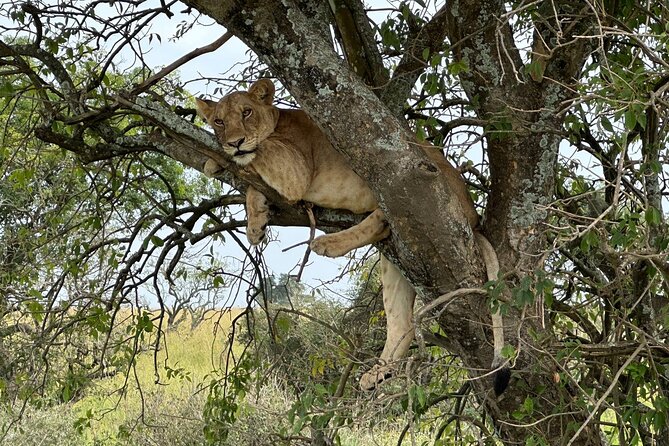 10 Day Uganda Memorable Lifetime Gorilla and Chimpanzee Safari - Day 1: A gentle start in Entebbe and Kampala