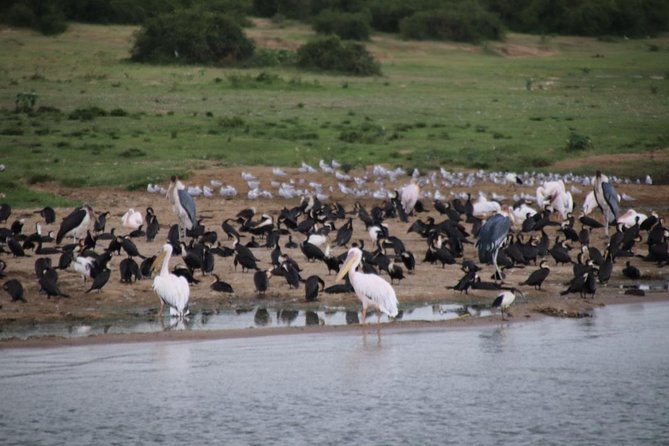 10 Day Western Uganda Budget Wildlife Safari - Why this western Uganda route works