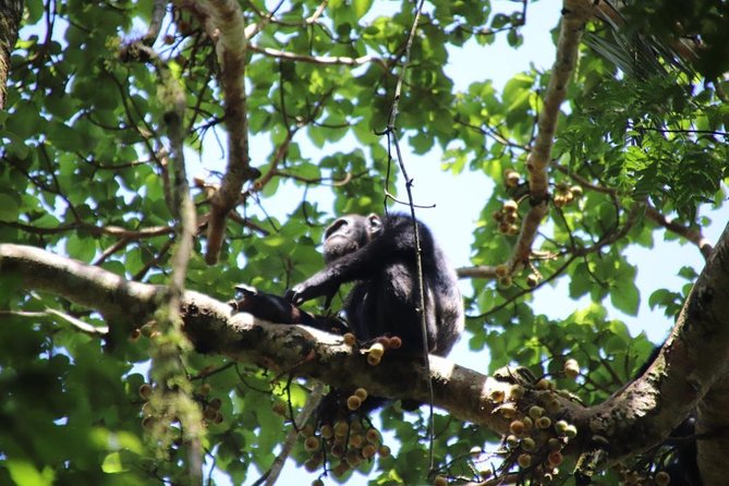 10 Day Western Uganda Budget Wildlife Safari - Day 7: the main event in Bwindi