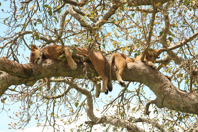 10 Day Western Uganda Budget Wildlife Safari - Day 8: golden monkeys and Lake Bunyonyi