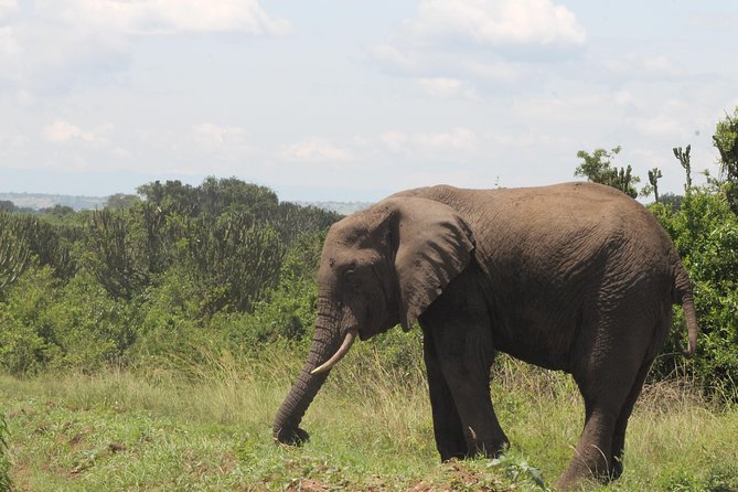 10-Day Wildlife Big 5, Murchison Falls and Gorilla Safari - Five details that shape the experience
