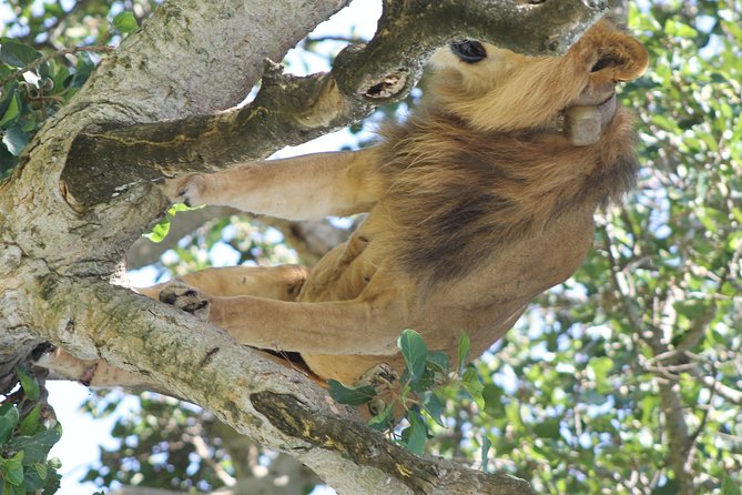 10-Day Wildlife Big 5, Murchison Falls and Gorilla Safari - Arriving in Entebbe and easing into Uganda