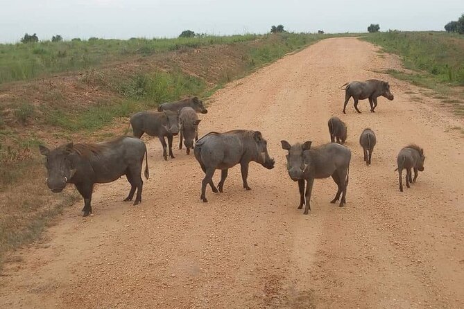 10-Day Wildlife Big 5, Murchison Falls and Gorilla Safari - Day 6: Queen Elizabeth’s plains and Kazinga Channel