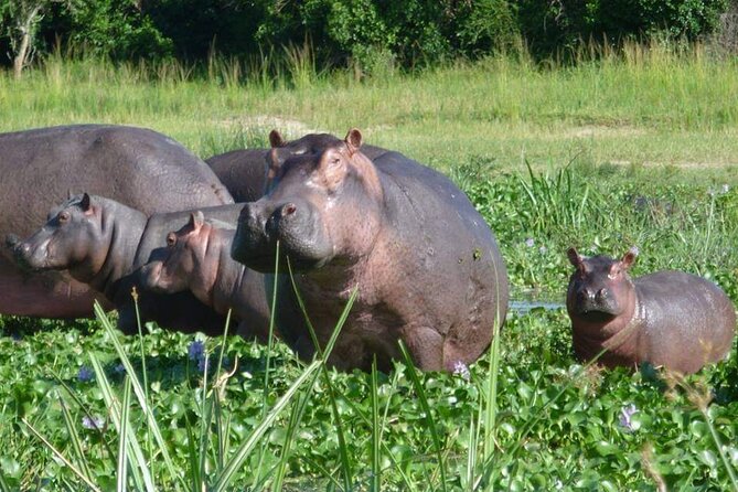 10-Day Wildlife Big 5, Murchison Falls and Gorilla Safari - Day 7: Ishasha and the road to Bwindi