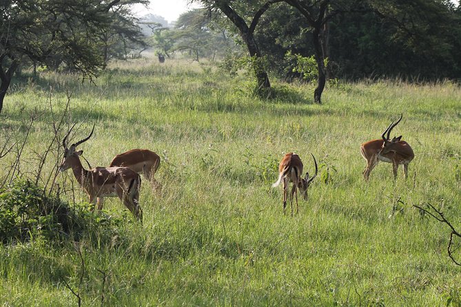 10-Day Wildlife Big 5, Murchison Falls and Gorilla Safari - Day 9: Lake Mburo’s smaller scale wildlife