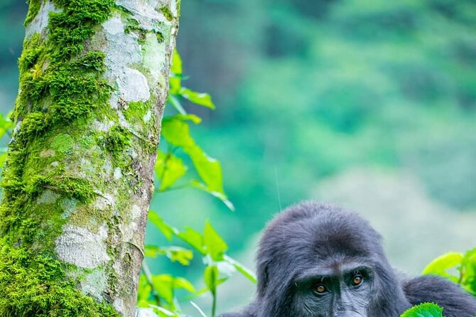 10-Day Wildlife Big 5, Murchison Falls and Gorilla Safari - Day 10: A bush walk before departure