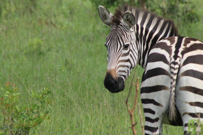 10-Day Wildlife Big 5, Murchison Falls and Gorilla Safari - Days 2 and 3: Murchison Falls and the Nile