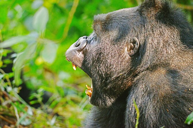 10 Days Affordable Gorilla Trekking Holiday - Day 4: Rwenzori views and Queen Elizabeth National Park