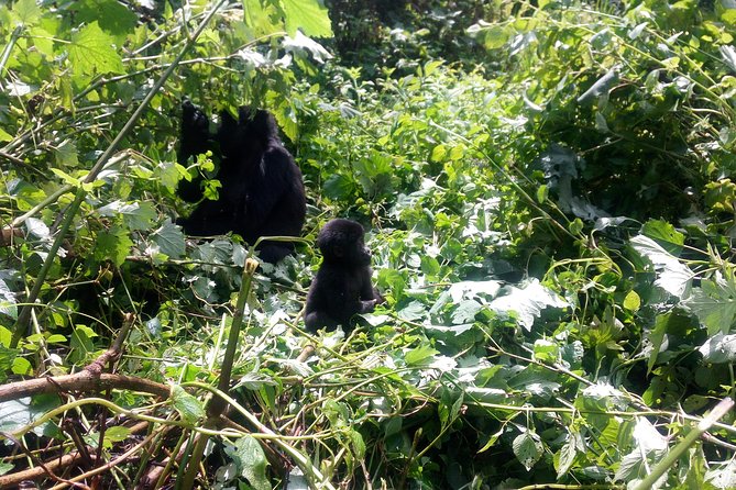 10 Days Uganda Gorilla & Chimpanzee Trekking Safari - Five details that shape this Uganda safari