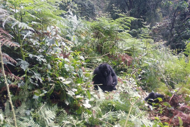 10 Days Uganda Gorilla & Chimpanzee Trekking Safari - Day 3: Big wildlife and the Nile at Murchison Falls