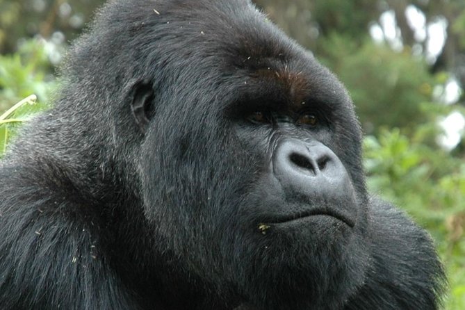 10 Days Uganda Gorilla & Chimpanzee Trekking Safari - Day 4: A long transfer into Kibale Forest