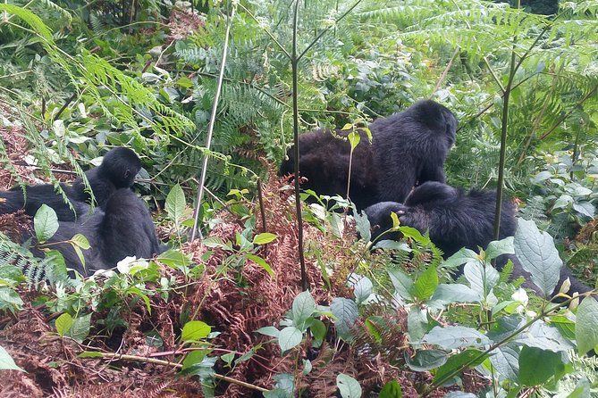10 Days Uganda Gorilla & Chimpanzee Trekking Safari - Day 7: Ishasha lions and the road to Bwindi