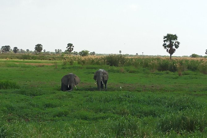 10 Days Uganda Gorilla & Chimpanzee Trekking Safari - Day 2: Rhinos at Ziwa, then the road to Murchison Falls
