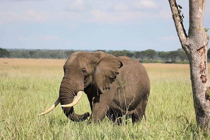 10 Days Uganda Gorilla, Chimpanzee & Wildlife Safari - Arrival in Entebbe and the first night