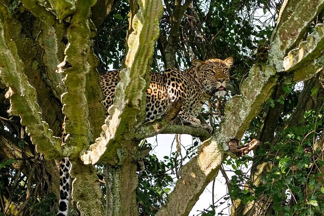 10-Days Uganda Gorillas and Chimpanzee Wildlife Discovery - What $4,800 covers, and what it really buys