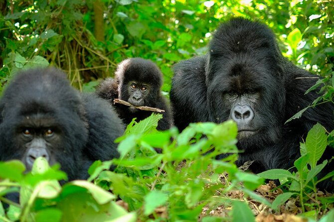 10-Days Uganda Gorillas and Chimpanzee Wildlife Discovery - Day 4: The long road to Kibale Forest
