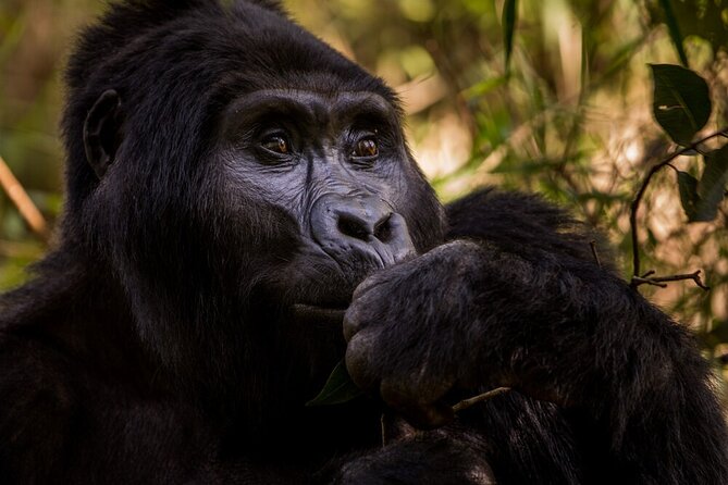 10-Days Uganda Gorillas and Chimpanzee Wildlife Discovery - Day 5: Chimpanzees and the swamp walk