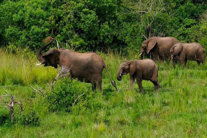 10-Days Uganda Gorillas and Chimpanzee Wildlife Discovery - Day 9: Gorilla trekking in Bwindi