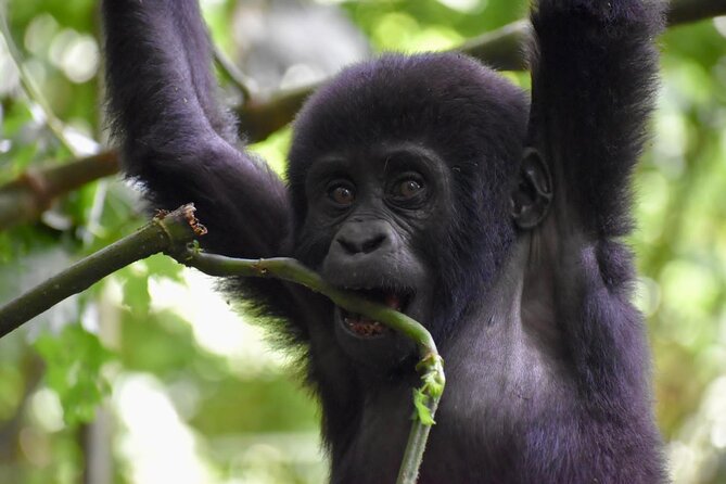 10 Days Uganda Safari with Gorillas - What this Uganda safari does especially well