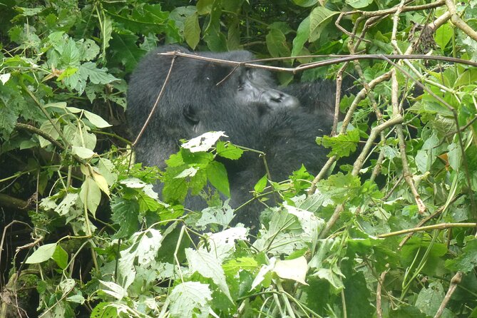 10 Days Uganda Safari with Gorillas - Day 3: Early game drives across Murchison Falls