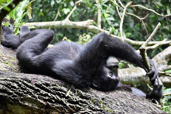 10 Days Uganda Safari with Gorillas - Day 4: From savannah to Bigodi Swamp