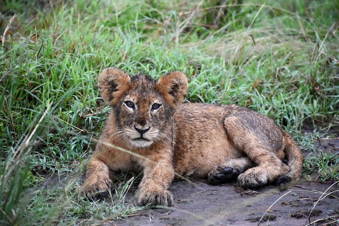10 Days Uganda Safari with Gorillas - Day 5: Chimpanzees in Kibale Forest