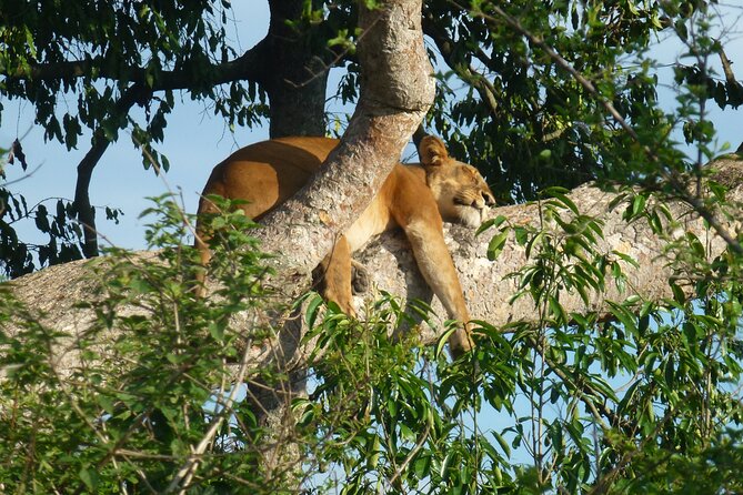 10 Days Uganda Safari with Gorillas - Day 6: Queen Elizabeth’s plains, lakes, and tree-climbing lions