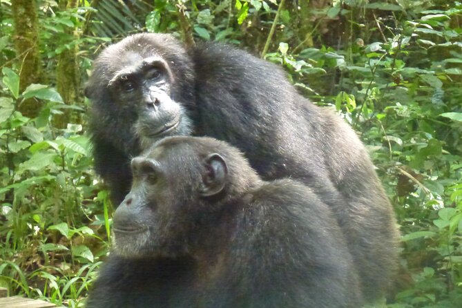 10 Days Uganda Safari with Gorillas - Day 7: Into Bwindi through Uganda’s highlands