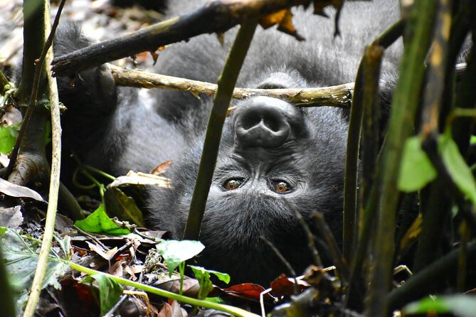 10 Days Uganda Safari with Gorillas - Day 2: Rhinos on foot, then the roar of Murchison Falls