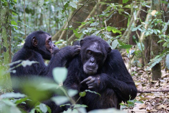 11 Days Uganda +Gorillas - Kibale Forest and the chimpanzee chapter
