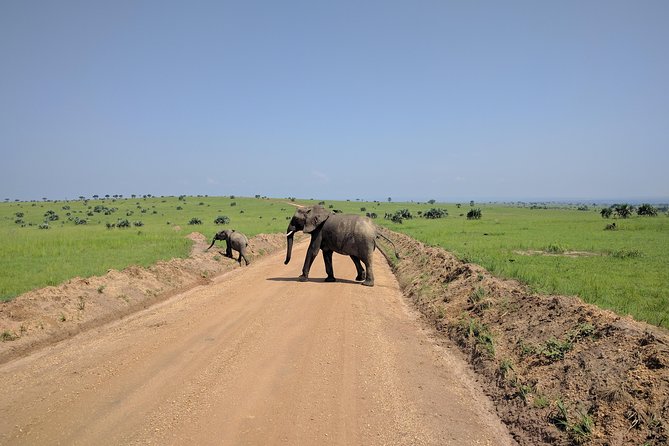 11 Days Uganda +Gorillas - Queen Elizabeth National Park brings back the savannah