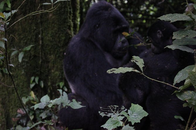 11 Days Uganda +Gorillas - Bwindi National Park and the main gorilla goal