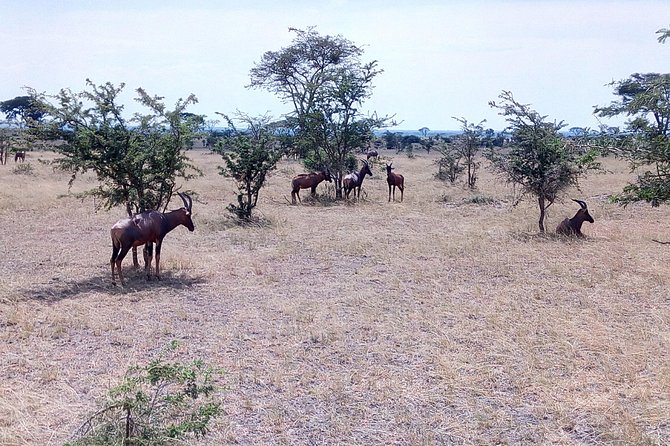 11 Days Uganda +Gorillas - Murchison Falls: your first major safari country