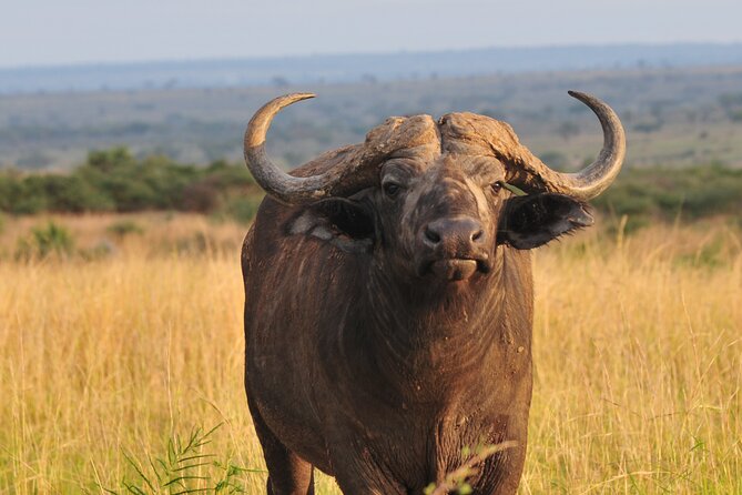 12-Day Big 5, Chimp & Gorilla Trekking Safari - Kibale brings the forest close