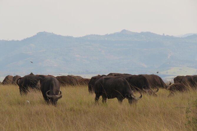 12-Day Moderately Priced Pearl of Africa - Uganda Private Safari - Day 4 and 5: Kibale chimpanzees and the Bigodi community trail