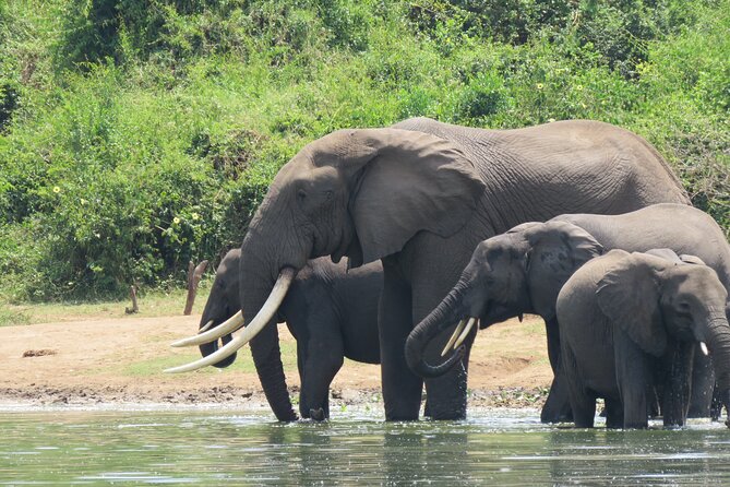 12-Day Moderately Priced Pearl of Africa - Uganda Private Safari - Day 6 and 7: Queen Elizabeth’s craters, plains, and Kazinga Channel