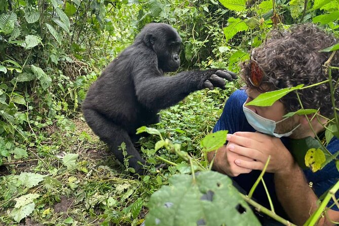12-Day Moderately Priced Pearl of Africa - Uganda Private Safari - Day 1: Mabamba’s narrow channels and the shoebill search