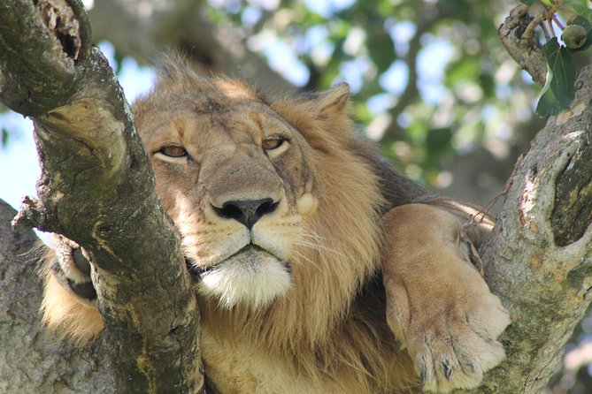 12-Day Pearl of Africa Wildlife and Adventure Highlights - Key points before you book