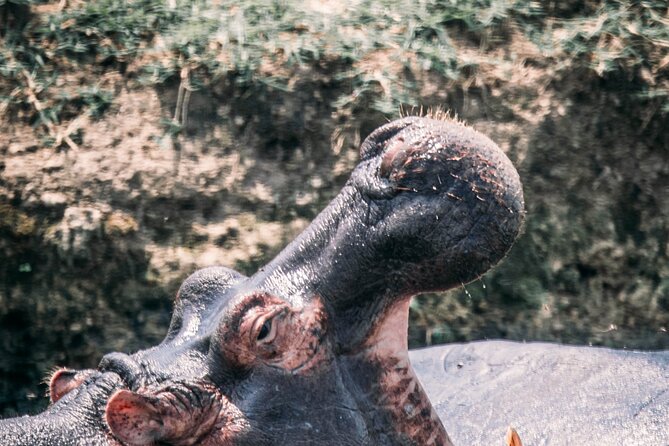 12-Day Pearl of Africa Wildlife and Adventure Highlights - Ishasha and Queen Elizabeth’s classic game viewing