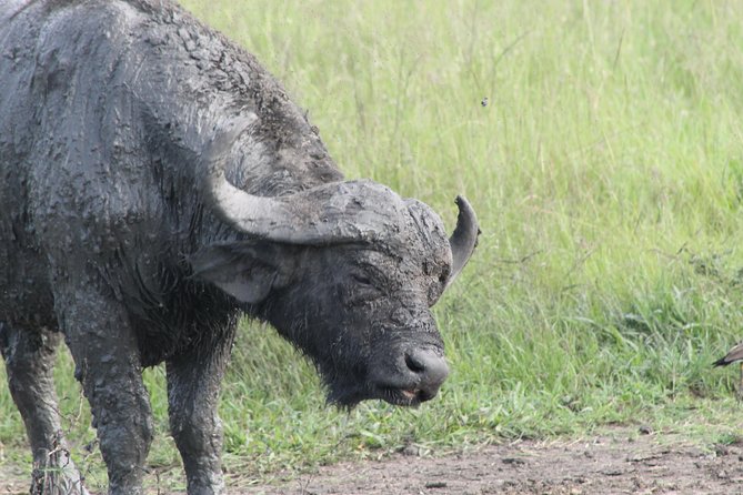 12-Day Pearl of Africa Wildlife and Adventure Highlights - Kazinga Channel brings wildlife close to the water